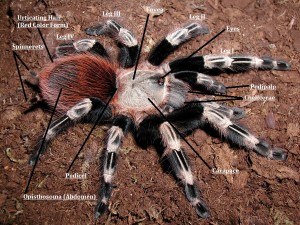 Dorsal Tarantula Anatomy